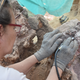 An excavator works on some of the dinosaur bones in the ground.